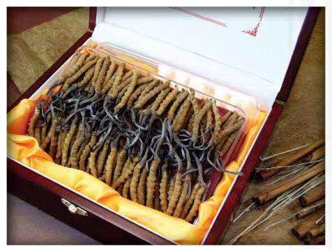 准格尔冬虫夏草回收